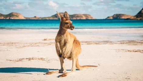 Colasoft lands on Aussie shores with PlexNet partnership