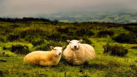 Fitbits for animals: New data could revolutionise Aussie farming
